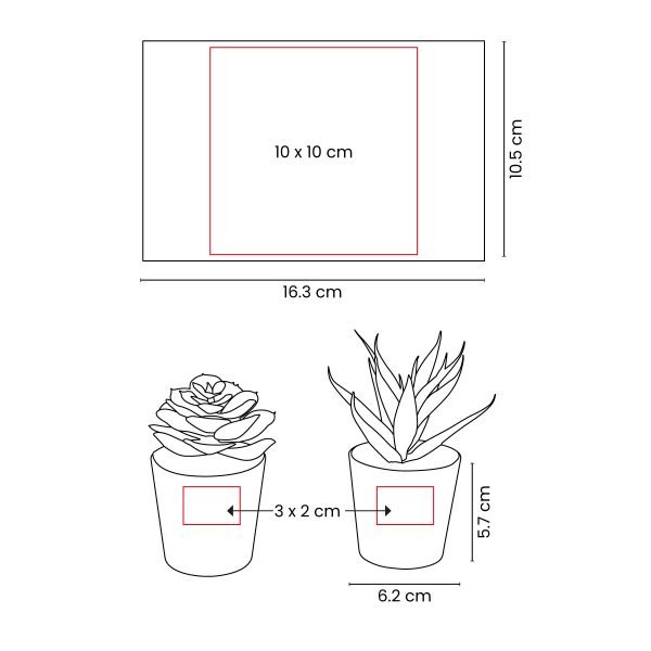 SET DE PLANTAS ALISO